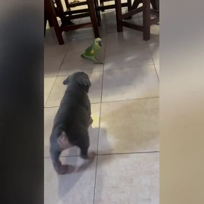 Una lora argentina habla con el perro de la familia