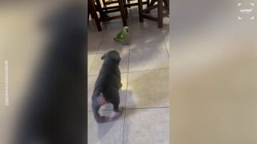 Una lora argentina habla con el perro de la familia