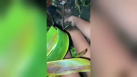 Unas hermanas rescatan a un cachorro atrapado en la basura en Filipinas tras el tifón Uwan Unas hermanas rescatan a un cachorro atrapado en la basura en Filipinas tras el tifón Uwan