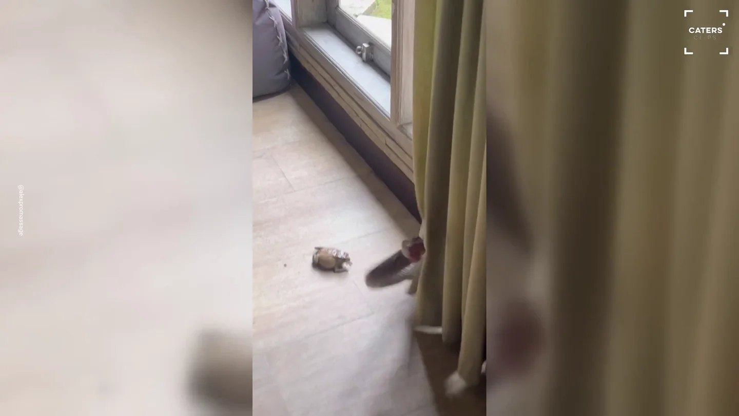 Se lleva el susto de su vida cuando una serpiente le ataca desde detrás de una cortina en Bali Se lleva el susto de su vida cuando una serpiente le ataca desde detrás de una cortina en Bali