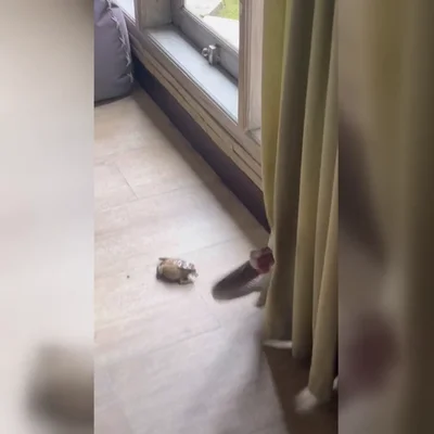 Se lleva el susto de su vida cuando una serpiente le ataca desde detrás de una cortina en Bali