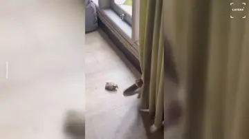 Se lleva el susto de su vida cuando una serpiente le ataca desde detrás de una cortina en Bali Se lleva el susto de su vida cuando una serpiente le ataca desde detrás de una cortina en Bali