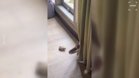Se lleva el susto de su vida cuando una serpiente le ataca desde detr&aacute;s de una cortina en Bali