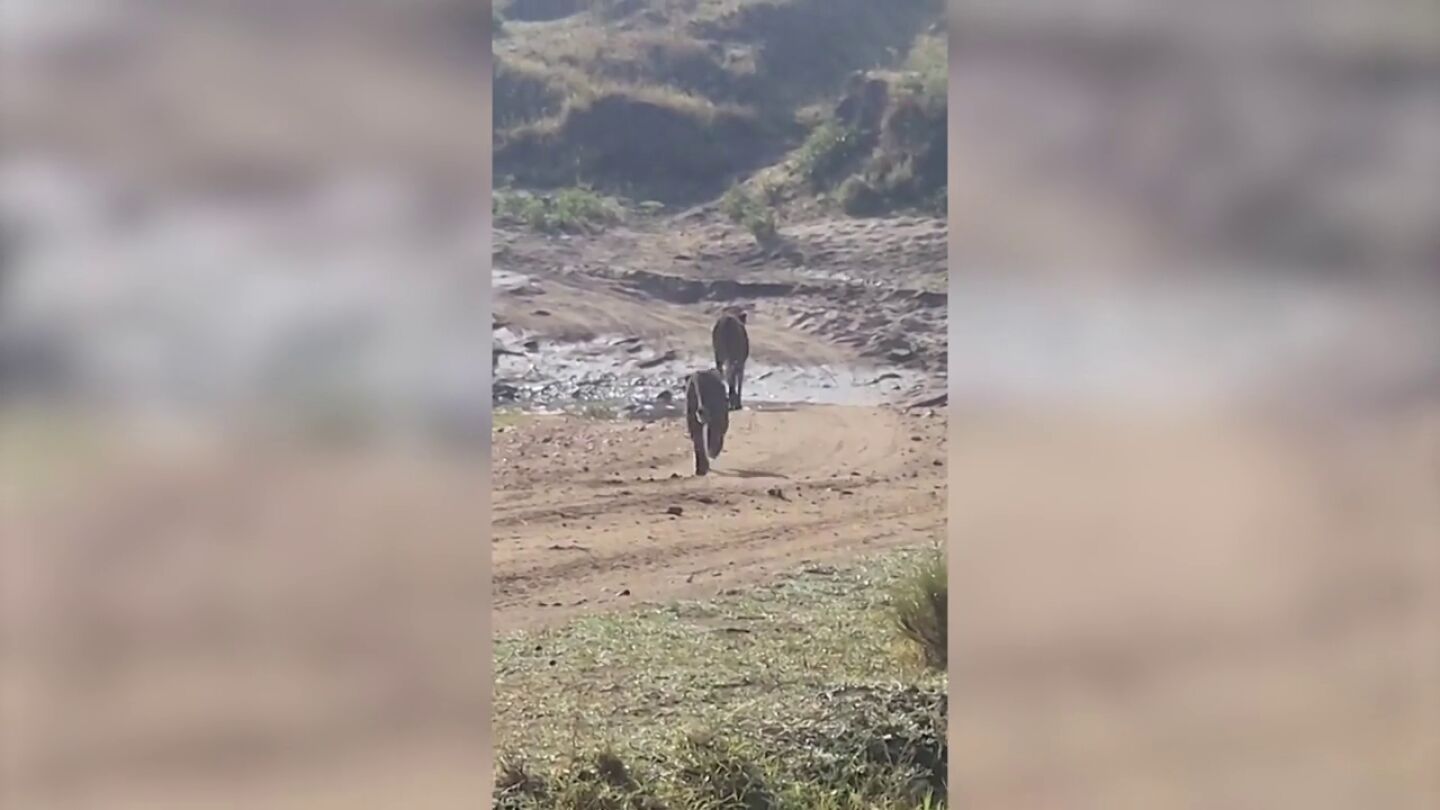 Momento desgarrador en el que un leopardo intenta cazar a un legendario gueparado