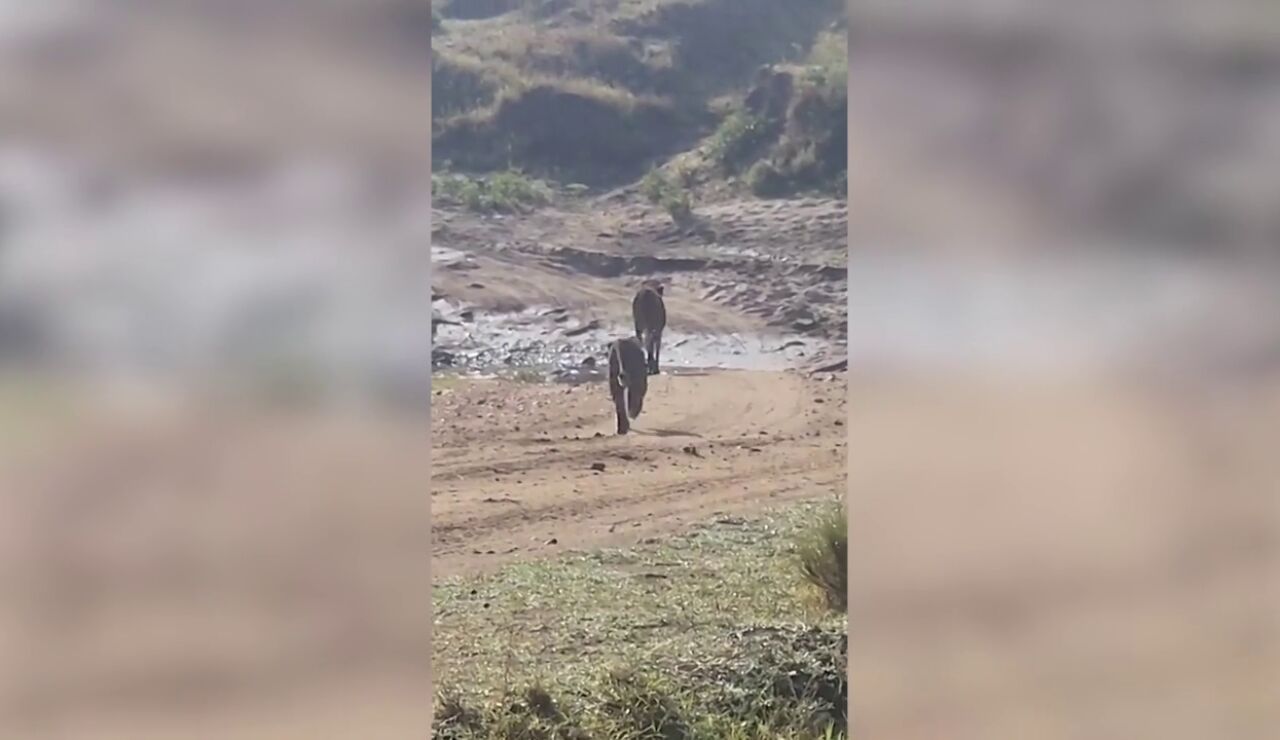 Momento desgarrador en el que un leopardo intenta cazar a un legendario gueparado