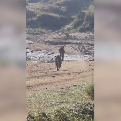 Momento desgarrador en el que un leopardo intenta cazar a un legendario gueparado