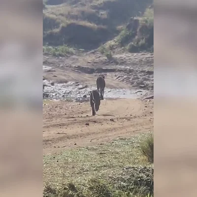 Momento desgarrador en el que un leopardo intenta cazar a un legendario gueparado