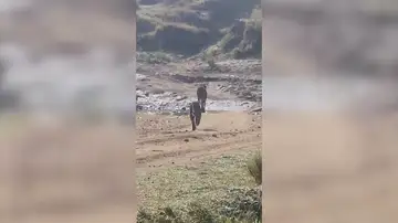 Momento desgarrador en el que un leopardo intenta cazar a un legendario gueparado Momento desgarrador en el que un leopardo intenta cazar a un legendario gueparado