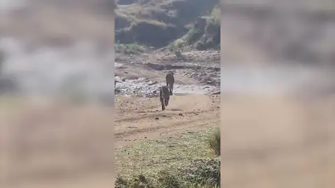 Momento desgarrador en el que un leopardo intenta cazar a un legendario gueparado Momento desgarrador en el que un leopardo intenta cazar a un legendario gueparado