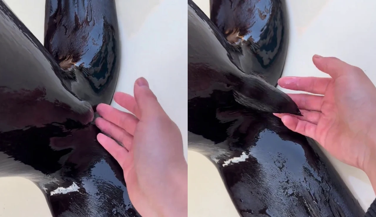 El pelo de un león marino