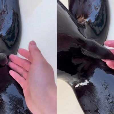 El pelo de un le&oacute;n marino