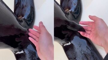 El pelo de un le&oacute;n marino