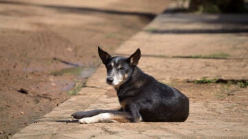Imagen de un perro en la calle
