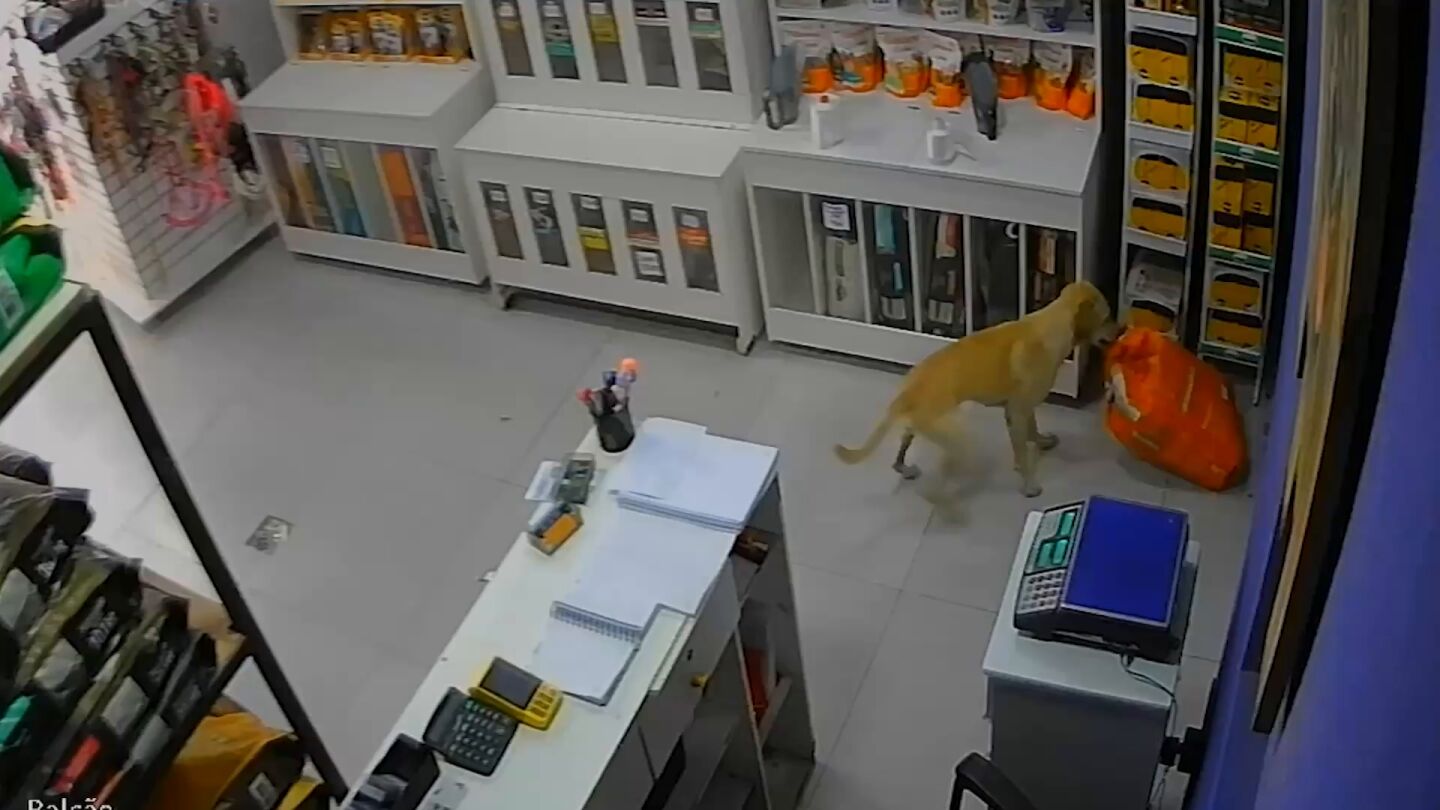 Un perro roba comida de una tienda de mascotas en Brasil