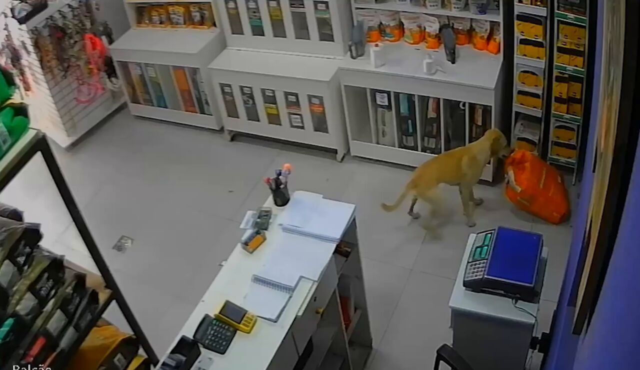 Un perro roba comida de una tienda de mascotas en Brasil