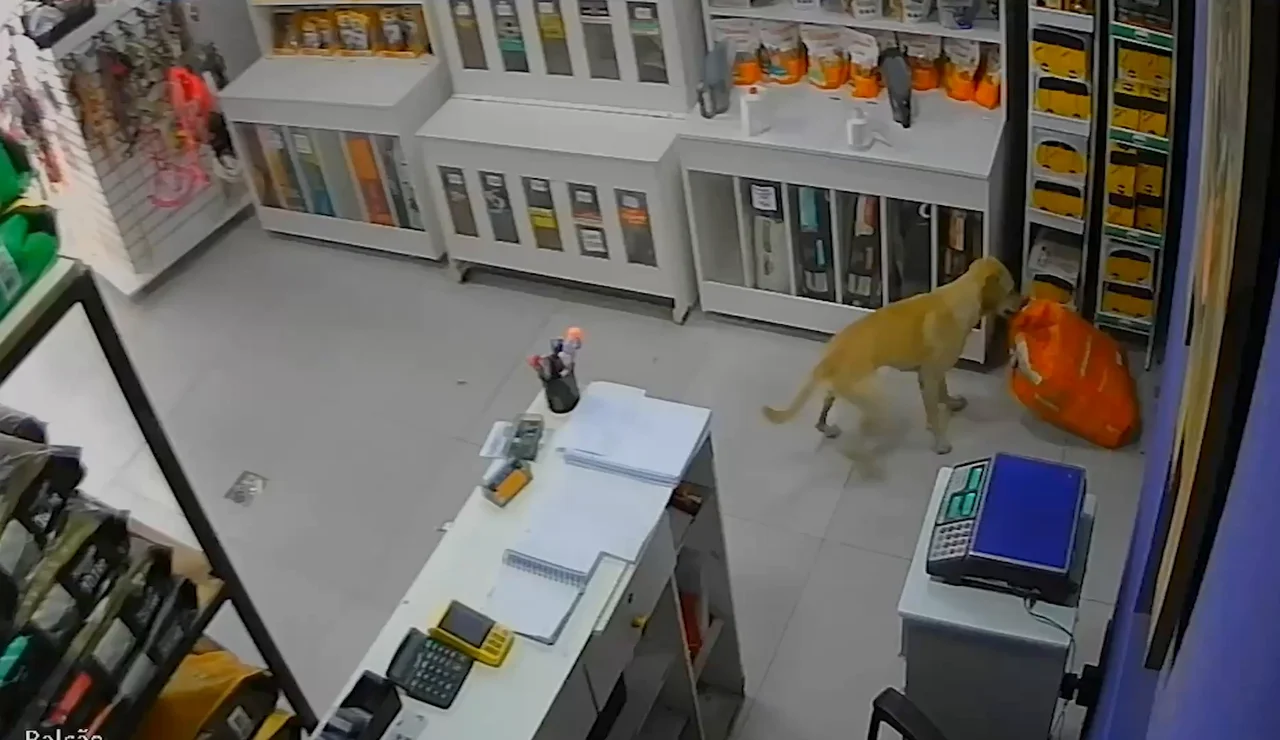 Un perro roba comida de una tienda de mascotas en Brasil