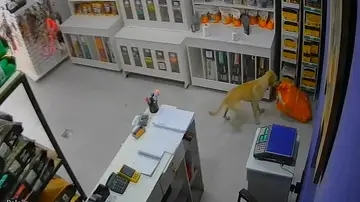 Un perro roba comida de una tienda de mascotas en Brasil Un perro roba comida de una tienda de mascotas en Brasil