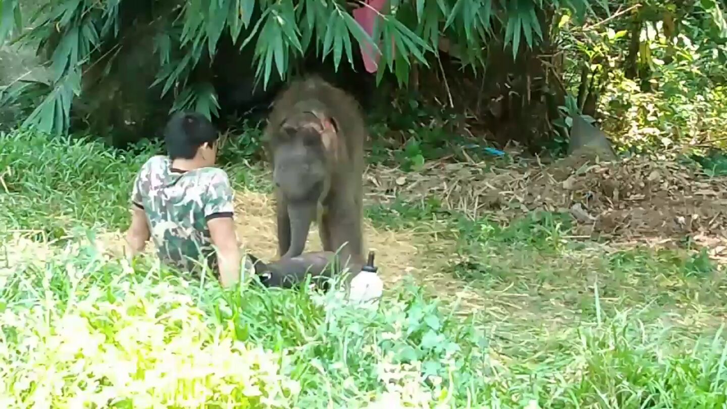 Una cr&iacute;a de elefante hu&eacute;rfana duerme en el regazo de su cuidador