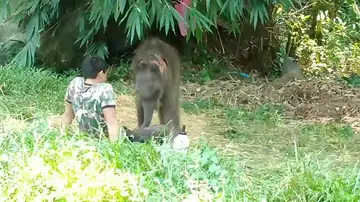 Una cría de elefante huérfana duerme en el regazo de su cuidador Una cría de elefante huérfana duerme en el regazo de su cuidador