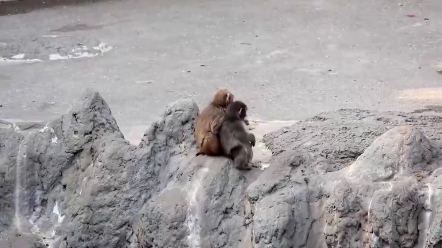 Punch crece y deja atr&aacute;s su peluche viral