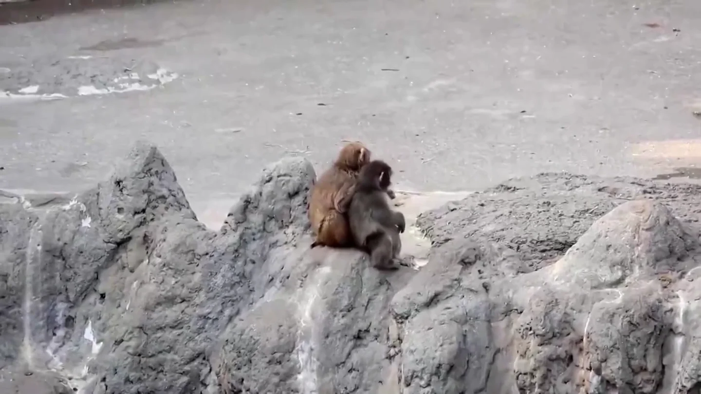 Punch crece y deja atrás su peluche viral Punch crece y deja atrás su peluche viral
