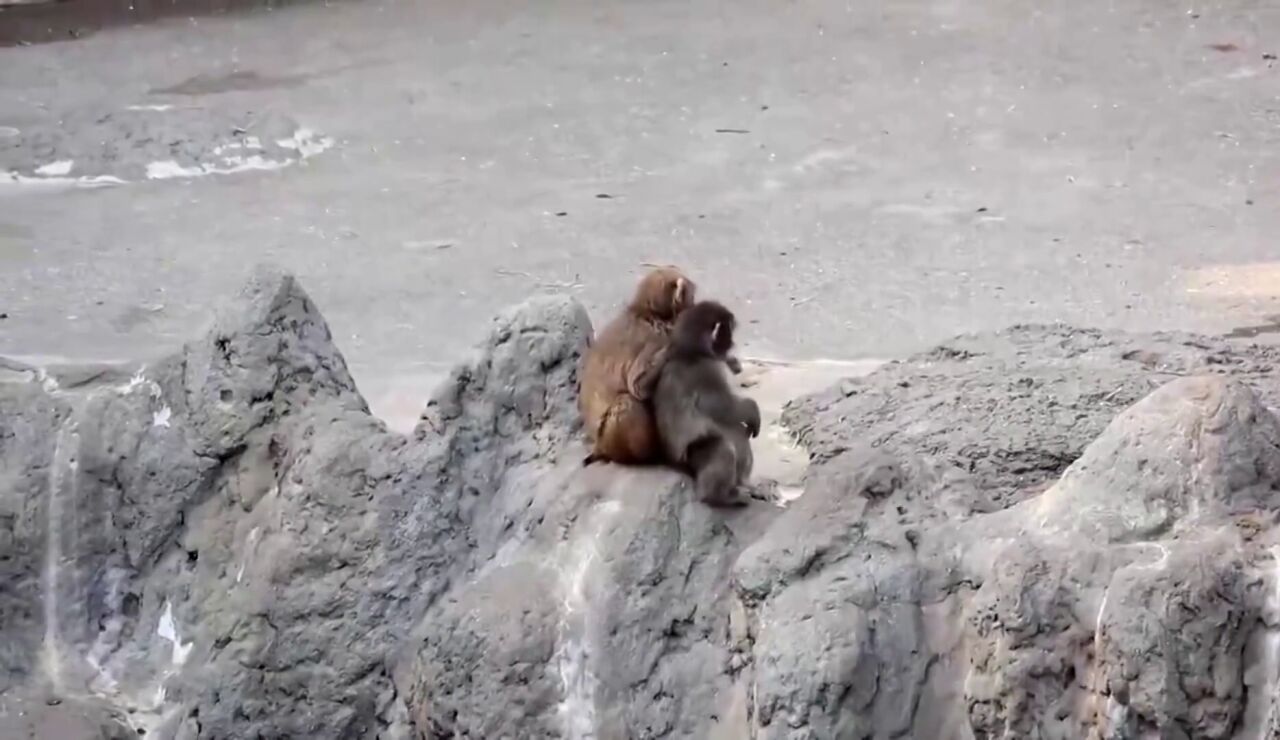 Punch crece y deja atr&aacute;s su peluche viral