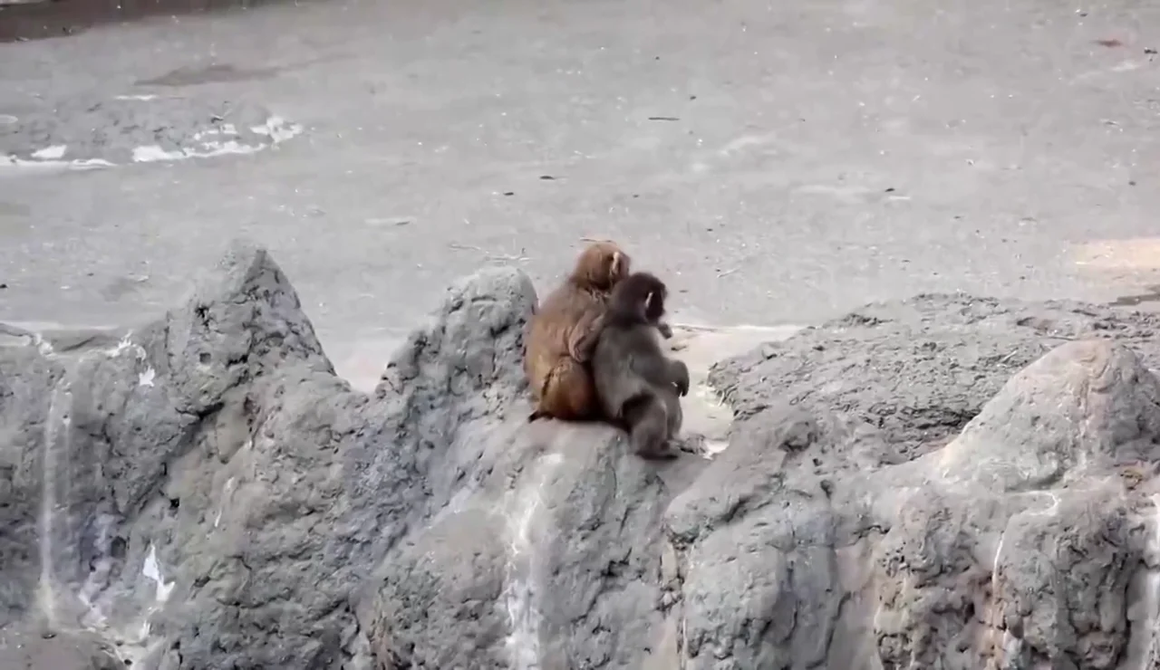 Punch crece y deja atrás su peluche viral