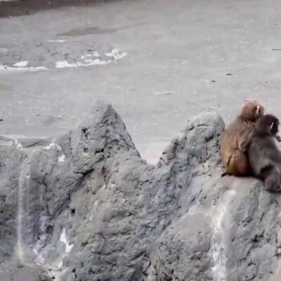 Punch crece y deja atr&aacute;s su peluche viral