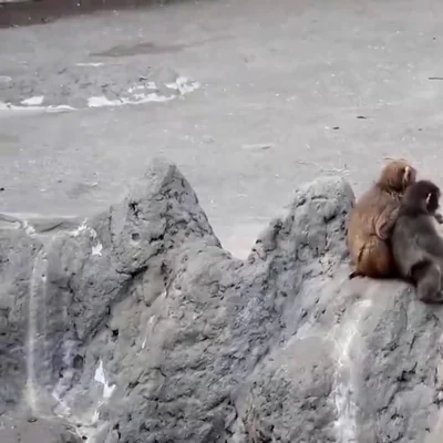 Punch crece y deja atrás su peluche viral