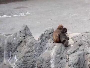 Punch crece y deja atr&aacute;s su peluche viral
