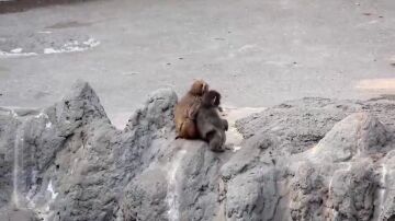 Punch crece y deja atr&aacute;s su peluche viral