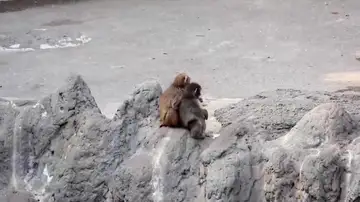 Punch crece y deja atrás su peluche viral Punch crece y deja atrás su peluche viral