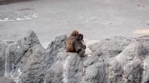 Punch crece y deja atrás su peluche viral Punch crece y deja atrás su peluche viral