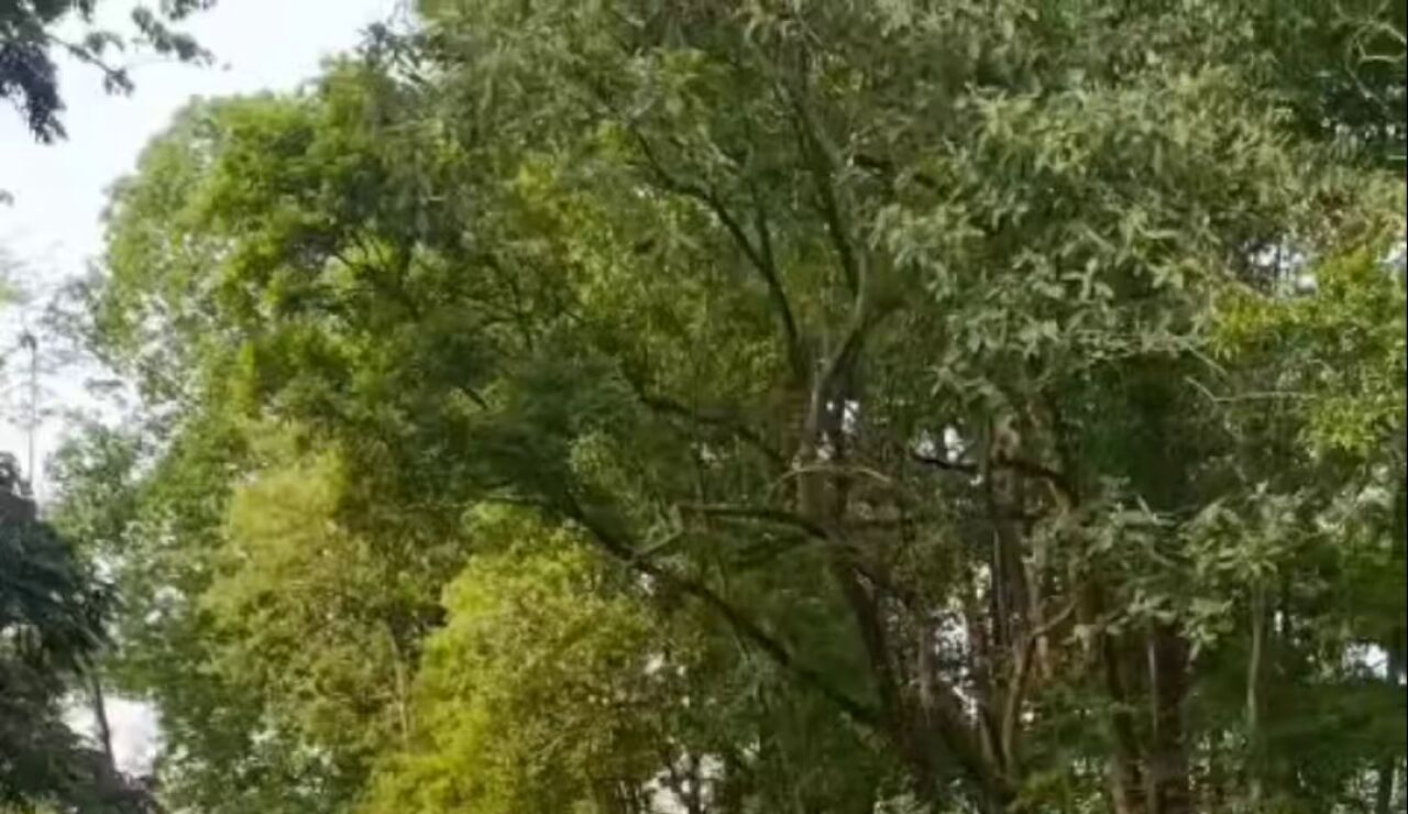 Turistas se salvan por poco cuando un rinoceronte embiste a su jeep en la India