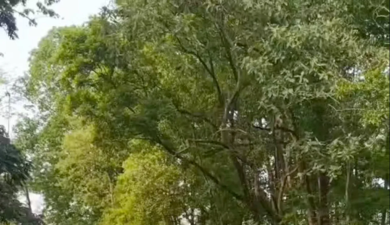 Turistas se salvan por poco cuando un rinoceronte embiste a su jeep en la India