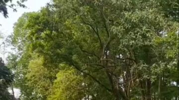 Turistas se salvan por poco cuando un rinoceronte embiste a su jeep en la India