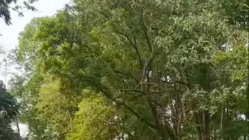 Turistas se salvan por poco cuando un rinoceronte embiste a su jeep en la India Turistas se salvan por poco cuando un rinoceronte embiste a su jeep en la India