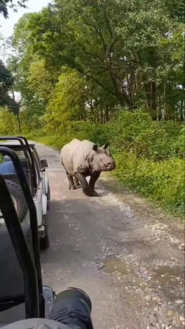 Turistas se salvan por poco cuando un rinoceronte embiste a su jeep en la India