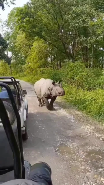 Turistas se salvan por poco cuando un rinoceronte embiste a su jeep en la India Turistas se salvan por poco cuando un rinoceronte embiste a su jeep en la India