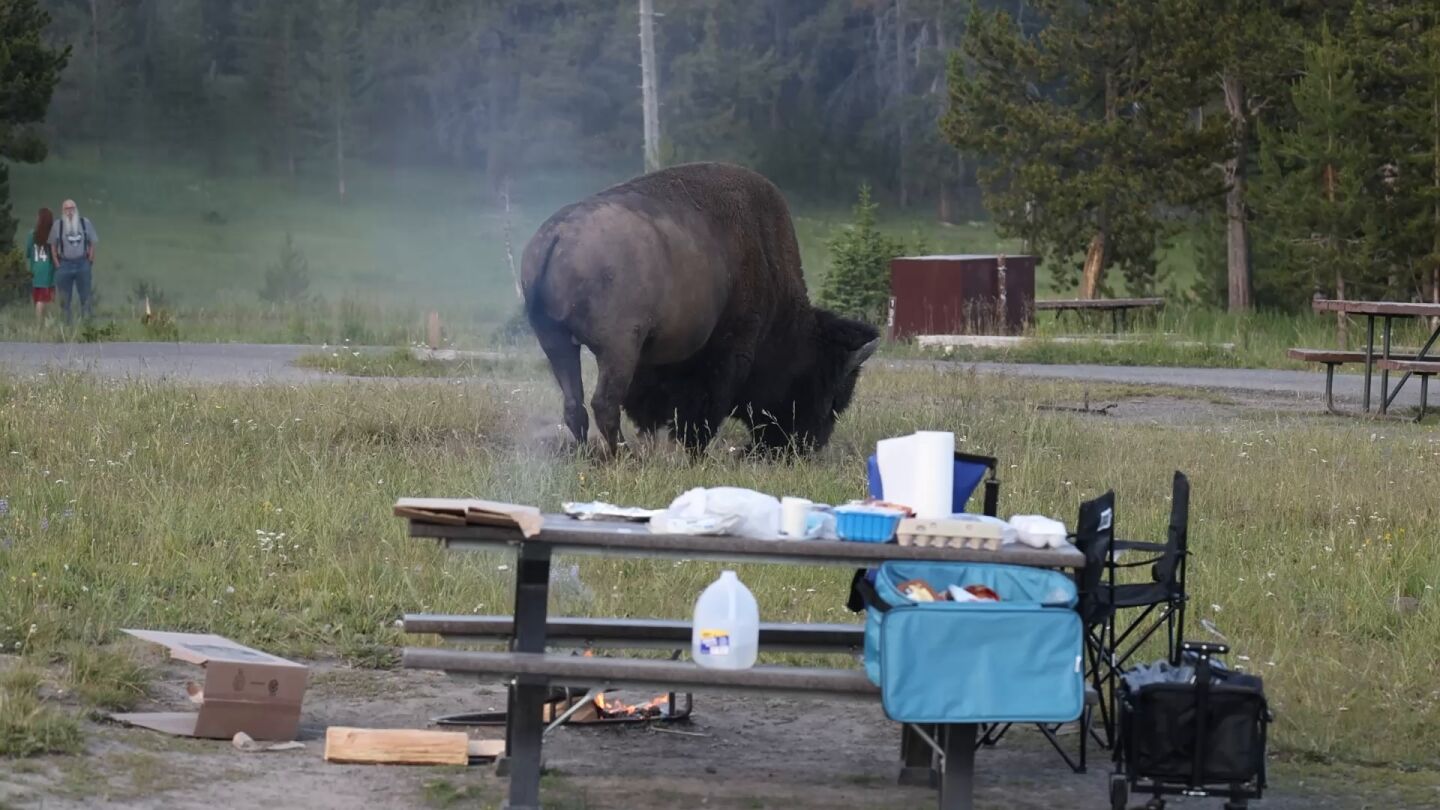El aterrador momento en que un enorme bisonte lanza a un abuelo a m&aacute;s de dos metros de altura por los aires