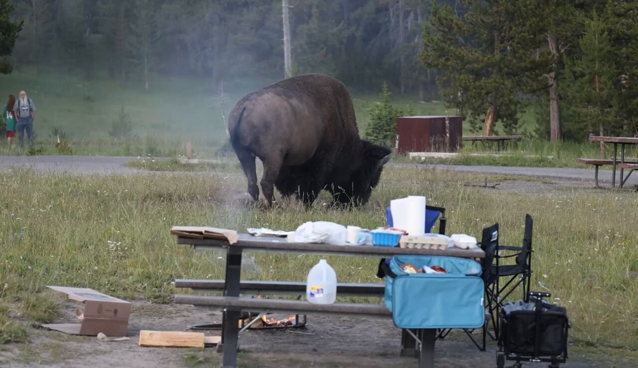 El aterrador momento en que un enorme bisonte lanza a un abuelo a m&aacute;s de dos metros de altura por los aires