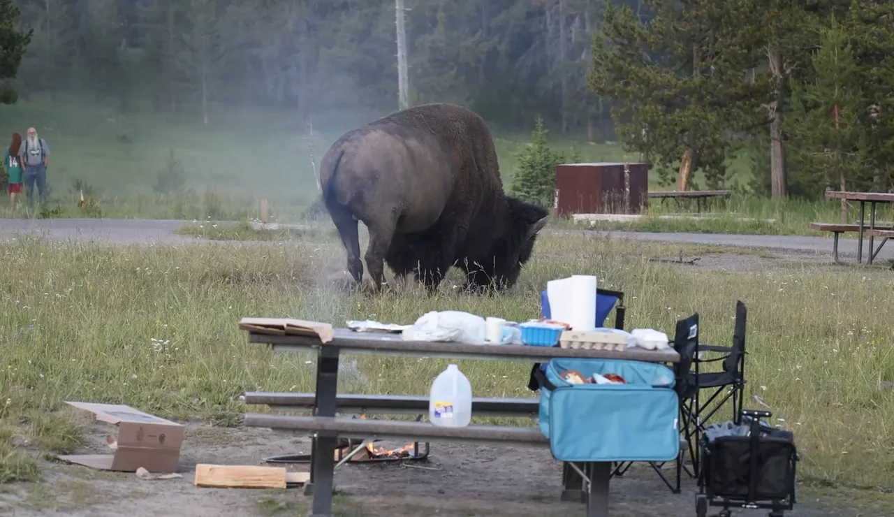El aterrador momento en que un enorme bisonte lanza a un abuelo a más de dos metros de altura por los aires