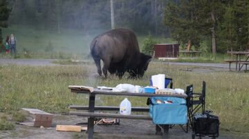 El aterrador momento en que un enorme bisonte lanza a un abuelo a m&aacute;s de dos metros de altura por los aires