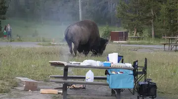 El aterrador momento en que un enorme bisonte lanza a un abuelo a más de dos metros de altura por los aires El aterrador momento en que un enorme bisonte lanza a un abuelo a más de dos metros de altura por los aires