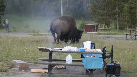 El aterrador momento en que un enorme bisonte lanza a un abuelo a más de dos metros de altura por los aires El aterrador momento en que un enorme bisonte lanza a un abuelo a más de dos metros de altura por los aires