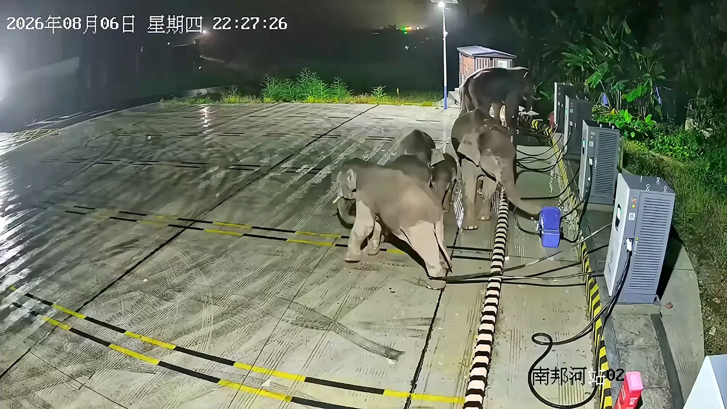 Un elefante derriba una unidad de carga de coches eléctricos después de que su cría se enredara la pata en los cables Un elefante derriba una unidad de carga de coches eléctricos después de que su cría se enredara la pata en los cables