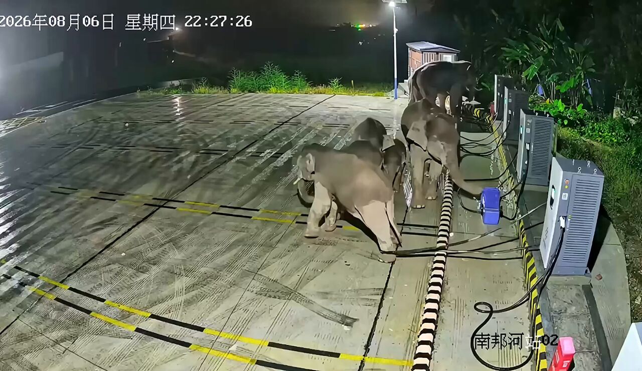 Un elefante derriba una unidad de carga de coches el&eacute;ctricos despu&eacute;s de que su cr&iacute;a se enredara la pata en los cables