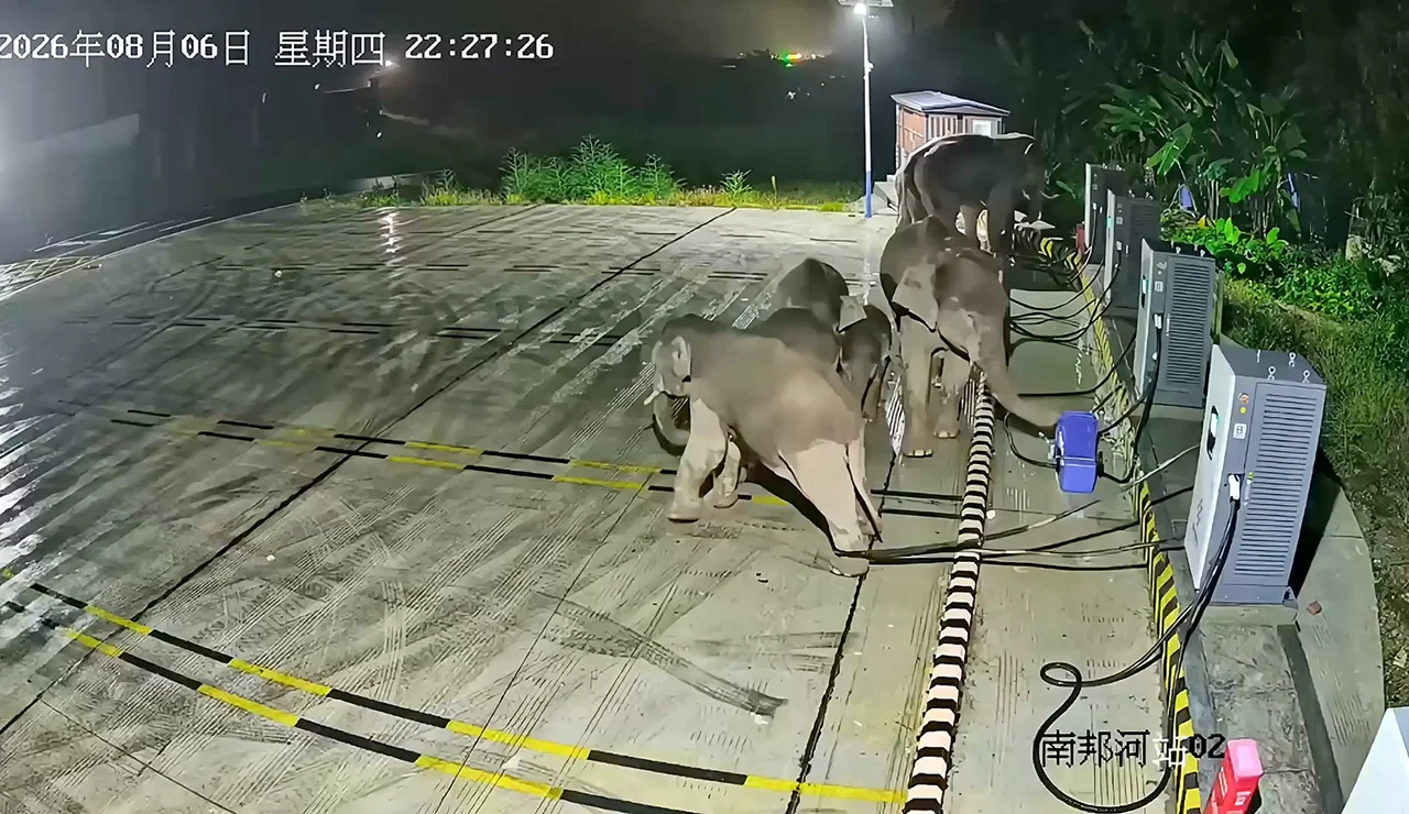 Un elefante derriba una unidad de carga de coches eléctricos después de que su cría se enredara la pata en los cables