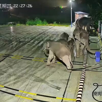 Un elefante derriba una unidad de carga de coches el&eacute;ctricos despu&eacute;s de que su cr&iacute;a se enredara la pata en los cables