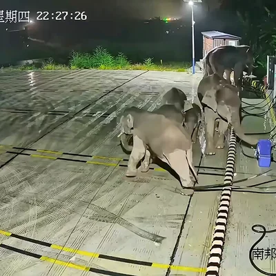 Un elefante derriba una unidad de carga de coches eléctricos después de que su cría se enredara la pata en los cables